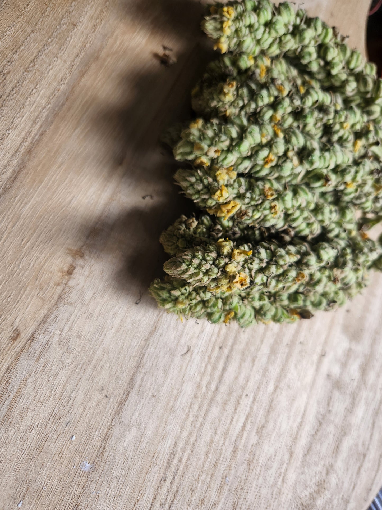 Mullein Ear oil